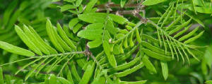 1-GuayacanOrSoapbush-GuaiacumAngustifolium-1.jpg