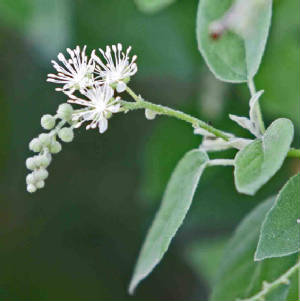 1-LowOrBerlandierCroton-CrotonHumilis.jpg