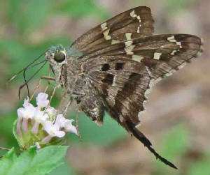 12-Long-tailedSkipper.jpg