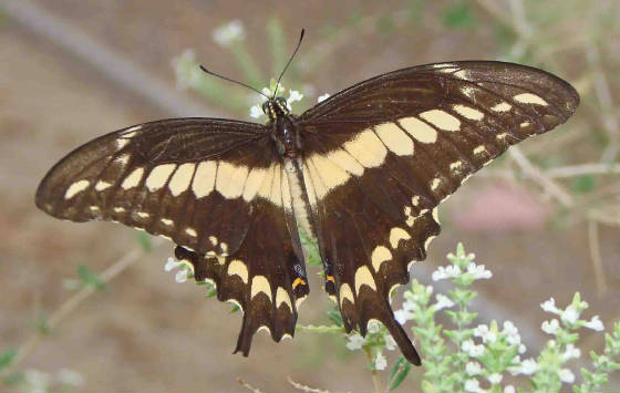 15-OrnythionSwallowtail-8.jpg