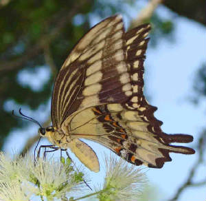 16-OrnythionSwallowtail-14.jpg