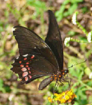 18-Ruby-spottedSwallowtail-8.jpg