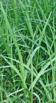 1a-BermudaGrass-Cynodondactylon.jpg