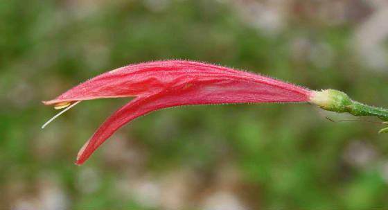 1a-Dicliptera-DiclipteraVahliana.JPG