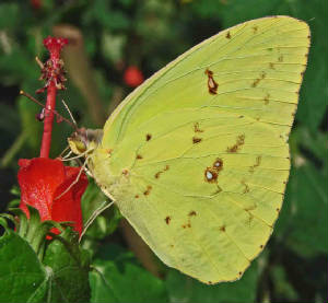 29-CloudlessSulphur-6.jpg