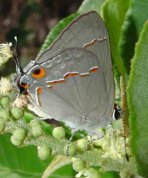 29-Red-linedScrub-Hairstreak-3.jpg