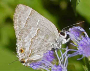 30-YojoaScrub-Hairstreak-1.jpg