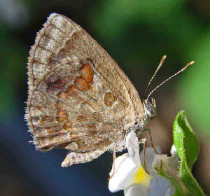 33-LantanaScrub-Hairstreak-14.jpg