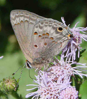 35-MallowScrub-Hairstreak-15.jpg