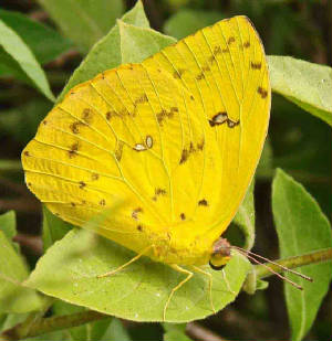 36-Orange-barredSulphur-11.jpg