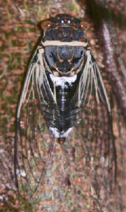 39-Cicada-3.jpg