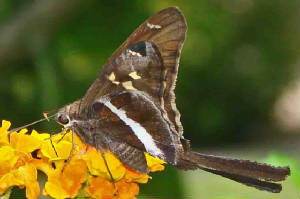 4-White-stripedLongtail.jpg