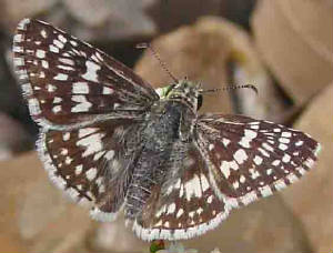 60-WhiteCheckered-Skipper-1.jpg