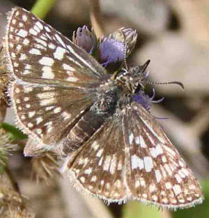 62-DesertCheckered-Skipper.jpg