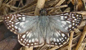 64-TropicalCheckered-Skipper-2.jpg