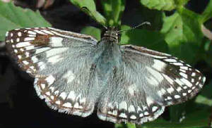 66-Aberrant-TropicalCheckered-Skipper-Pyrgusoileus.jpg