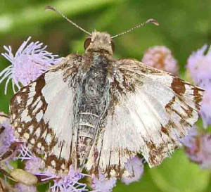 70-East-MexicanWhite-Skipper.jpg