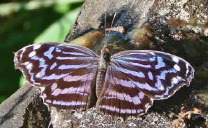 78-MexicanBluewing-13.jpg