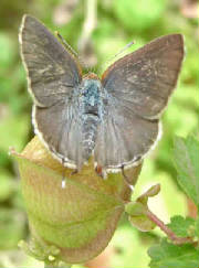 8-Silver-bandedHairstreak-10.jpg