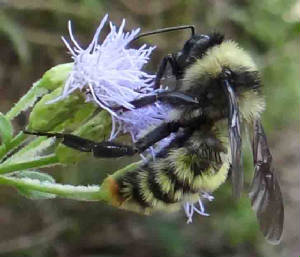 AmericanBumblebee-Bombuspensylvanicus-1.jpg