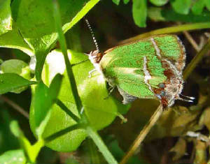 B-Silver-bandedHairstreak-eggDay-1-10-3-08.jpg