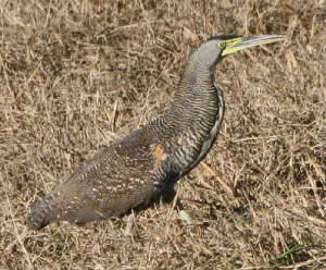 Bare-throatedTiger-Heron-1.jpg