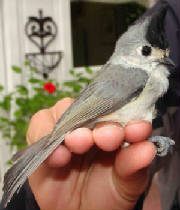 Black-crestedTitmouse-1.jpg