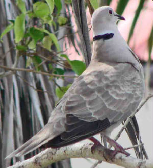 EurasianCollared-Dove-2.jpg