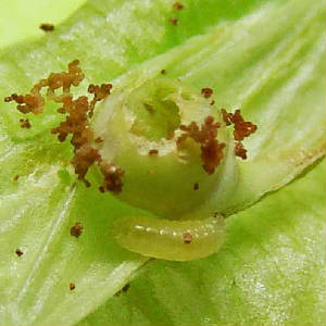 F-Silver-bandedHairstreak-eggDay-6-cat-Day-2-2mm-10-8-08.jpg