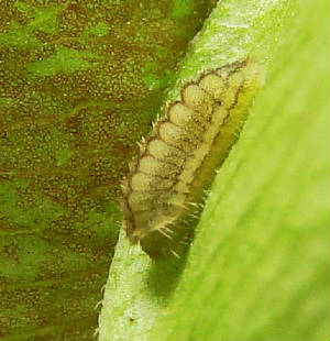 K-Silver-bandedHairstreak-eggDay-10-cat-Day-6-3mm-1248hr10-12-08.jpg