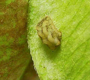 Kb-Silver-bandedHairstreak-eggDay-10-cat-Day-6-3mm-1343-10hr10-12-08.jpg