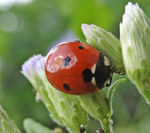 Ladybug-1.jpg