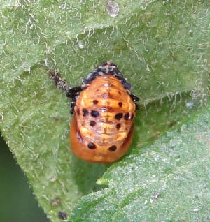 Ladybug-2.jpg