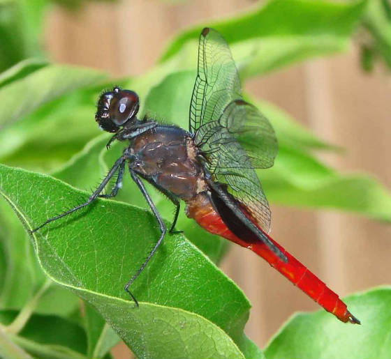 MexicanScarlet-tail-x.jpg