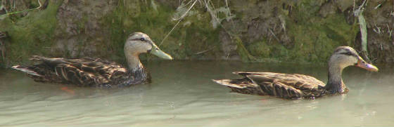 MottledDuck-2.jpg