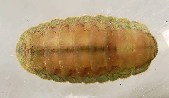 O-Silver-bandedHairstreak-eggDay-18-cat-Day-14-10mm-10-20-08.jpg