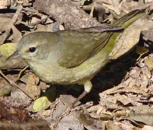 Orange-crownedWarbler-1.jpg