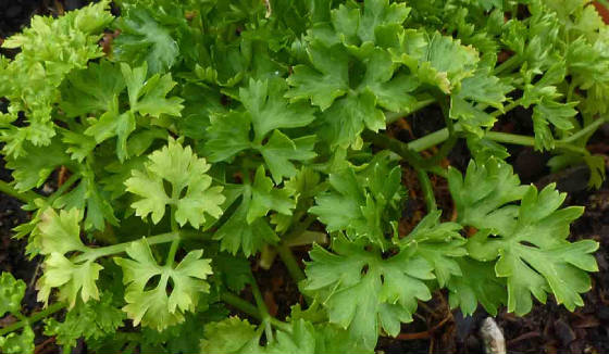 Parsley.jpg