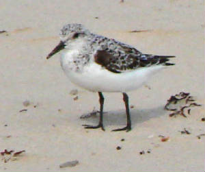 Sanderling-1.jpg