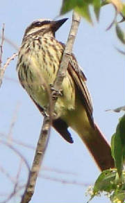 Sulphur-belliedFlycatcher-4.jpg