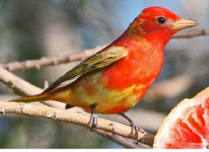 SummerTanager-7.jpg