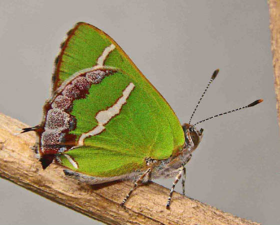 W-Silver-bandedHairstreak-eggDay-30-cat-Day-26-ChrysDay-12-1657hr11-1-08.jpg