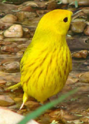 YellowWarbler-DJ-1.jpg