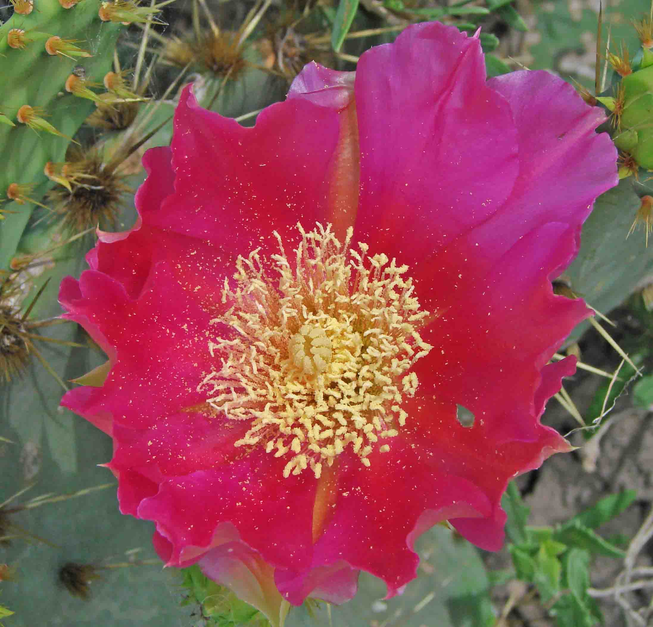 19-TexasPricklyPear-OpuntiaEngelmannii-9.jpg