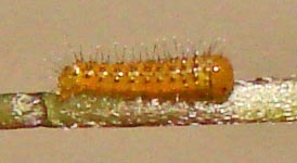 3-ZebraHeliconian-2.5mm-HatchedOnDay-4a.jpg