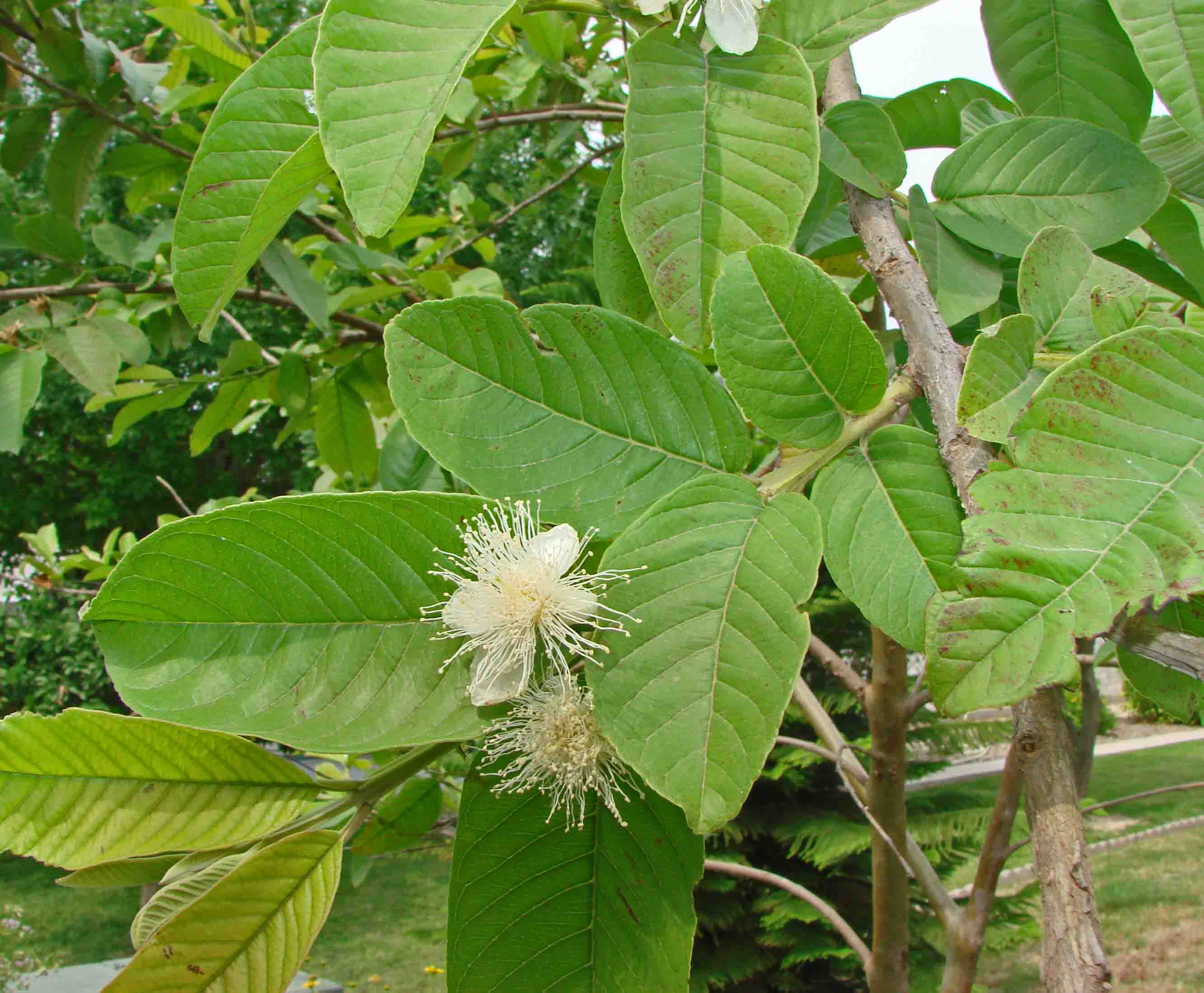 A-GS-Guava-Psidiumguayava.jpg