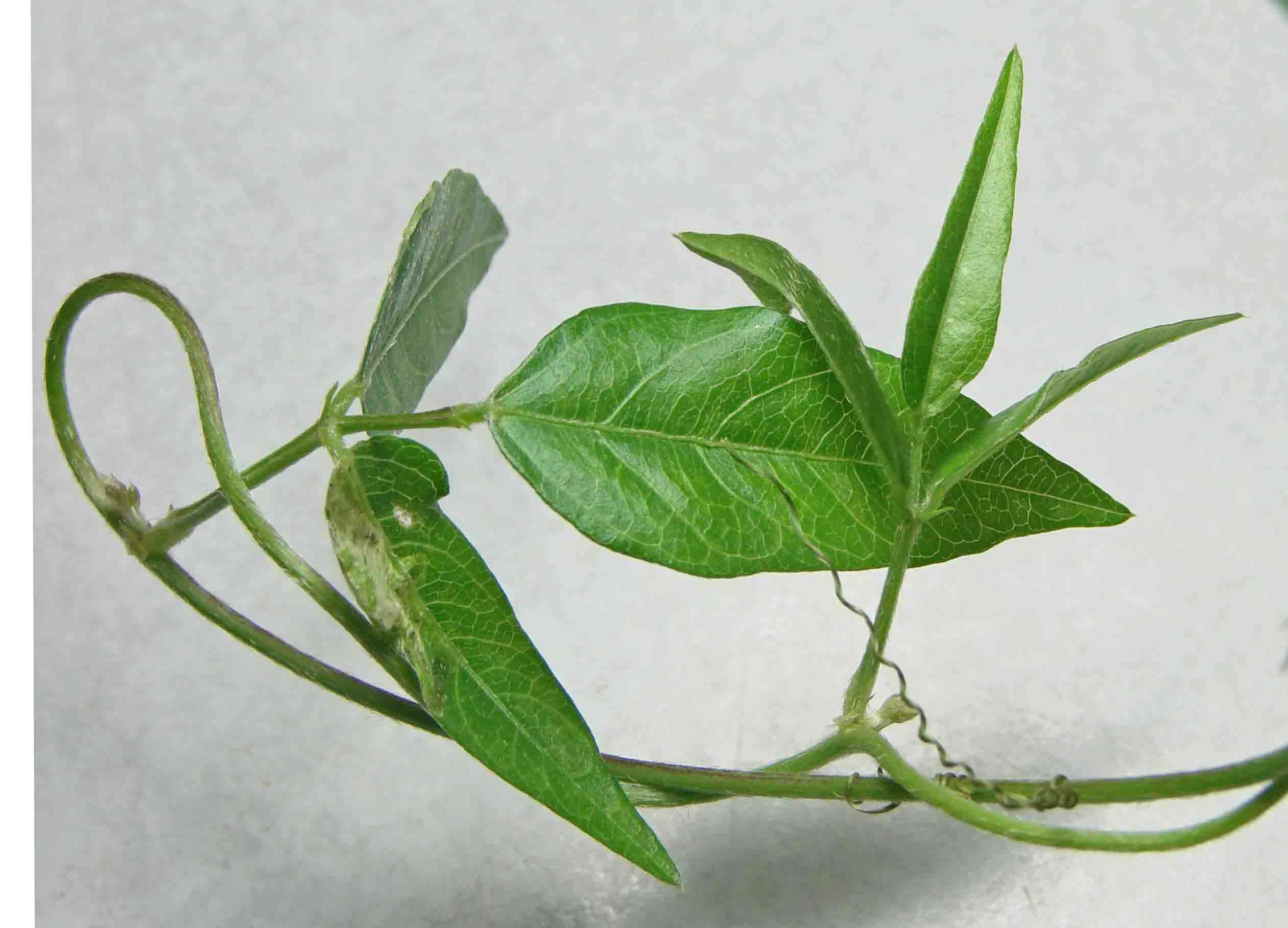 A-HairypodCowpea-Vignaluteola.jpg