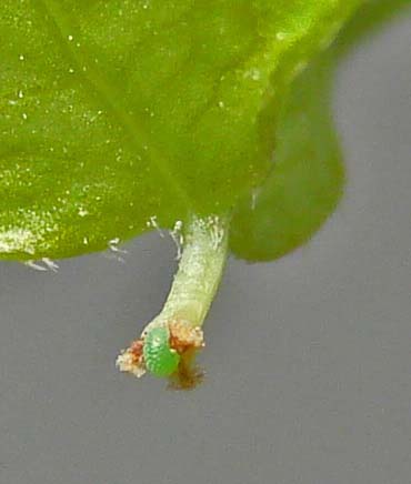 C-Silver-bandedHairstreak-eggDay-1-10-3-08.jpg