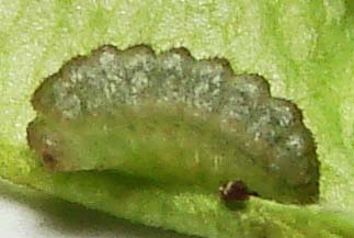 H-Silver-bandedHairstreak-eggDay-10-cat-Day-6-3mm-1005hr10-12-08.jpg