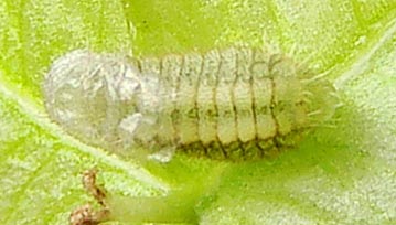 I-Silver-bandedHairstreak-eggDay-10-cat-Day-6-3mm-1031hr10-12-08.jpg